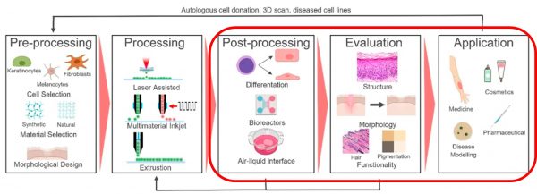 Bioprinting-Steps-from-Regenerative-Medicine-Frontiers-Journal-2019_Post-printing-600×217